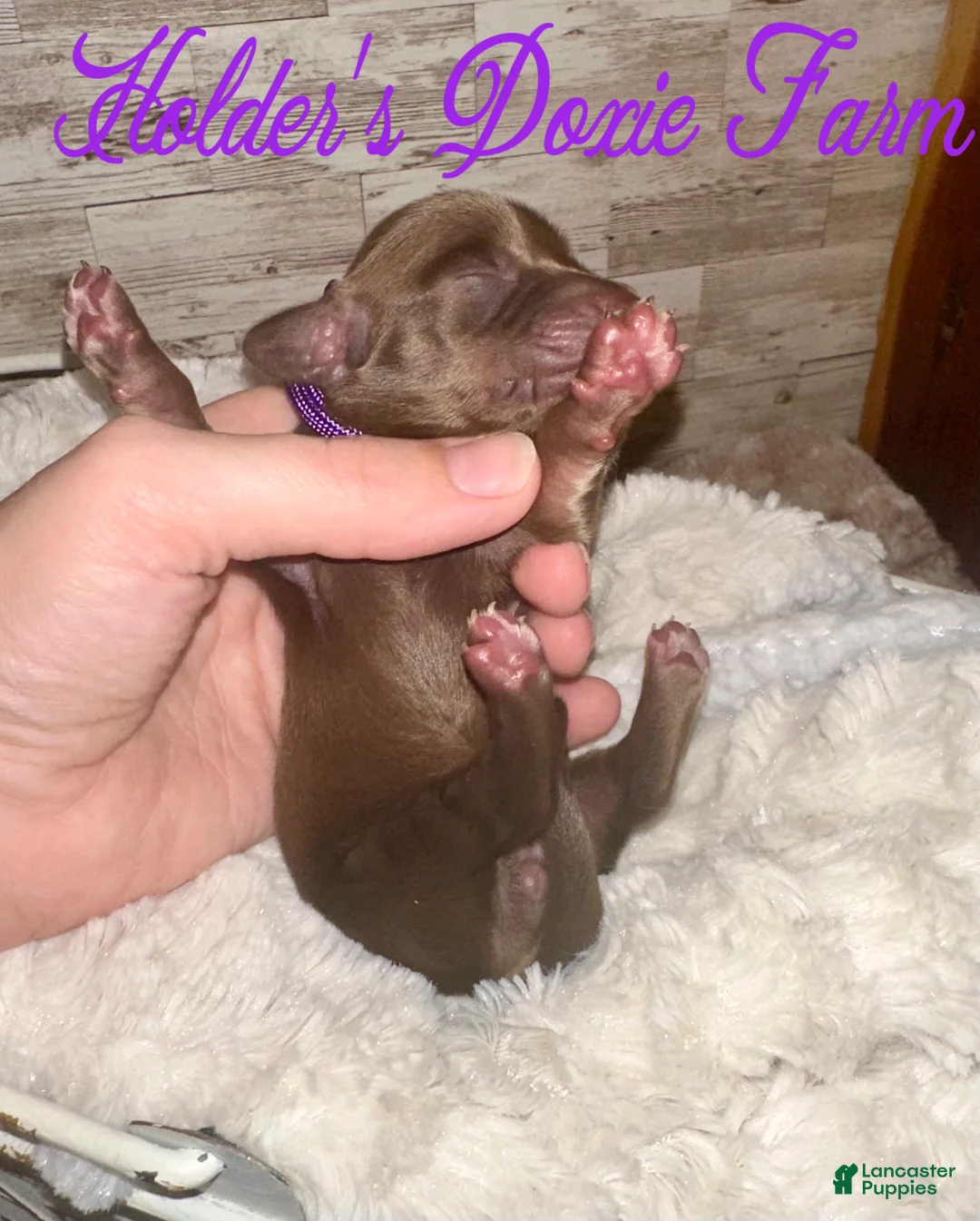 Miniature Dachshund dogs for sale: Haven - Ad 2