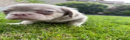 French Bulldog dogs for sale: French Bulldog 3 - Ad 9