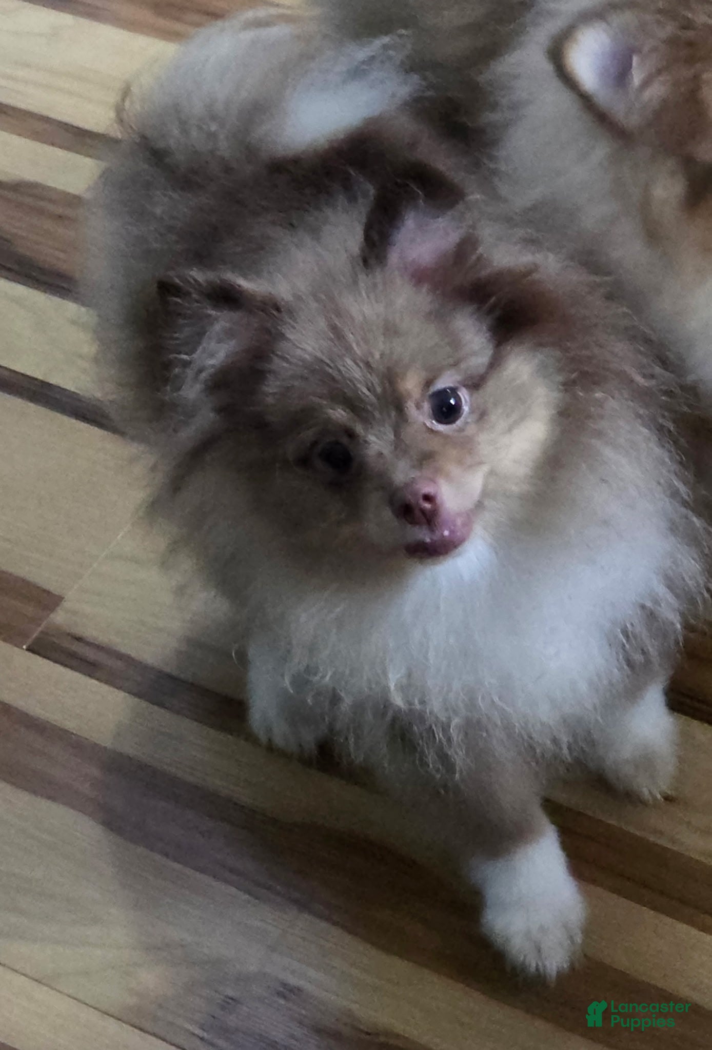Pomeranian dogs Bear male Pomeranian  - Ad 5