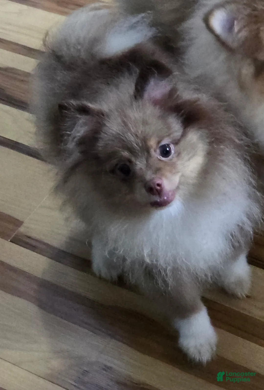 Pomeranian dogs for sale: Bear male Pomeranian  - Ad 1