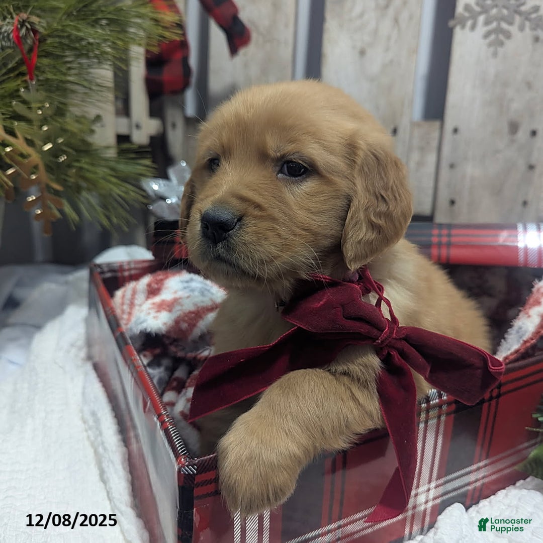 Golden Retriever dogs for sale: Present - Ad 2