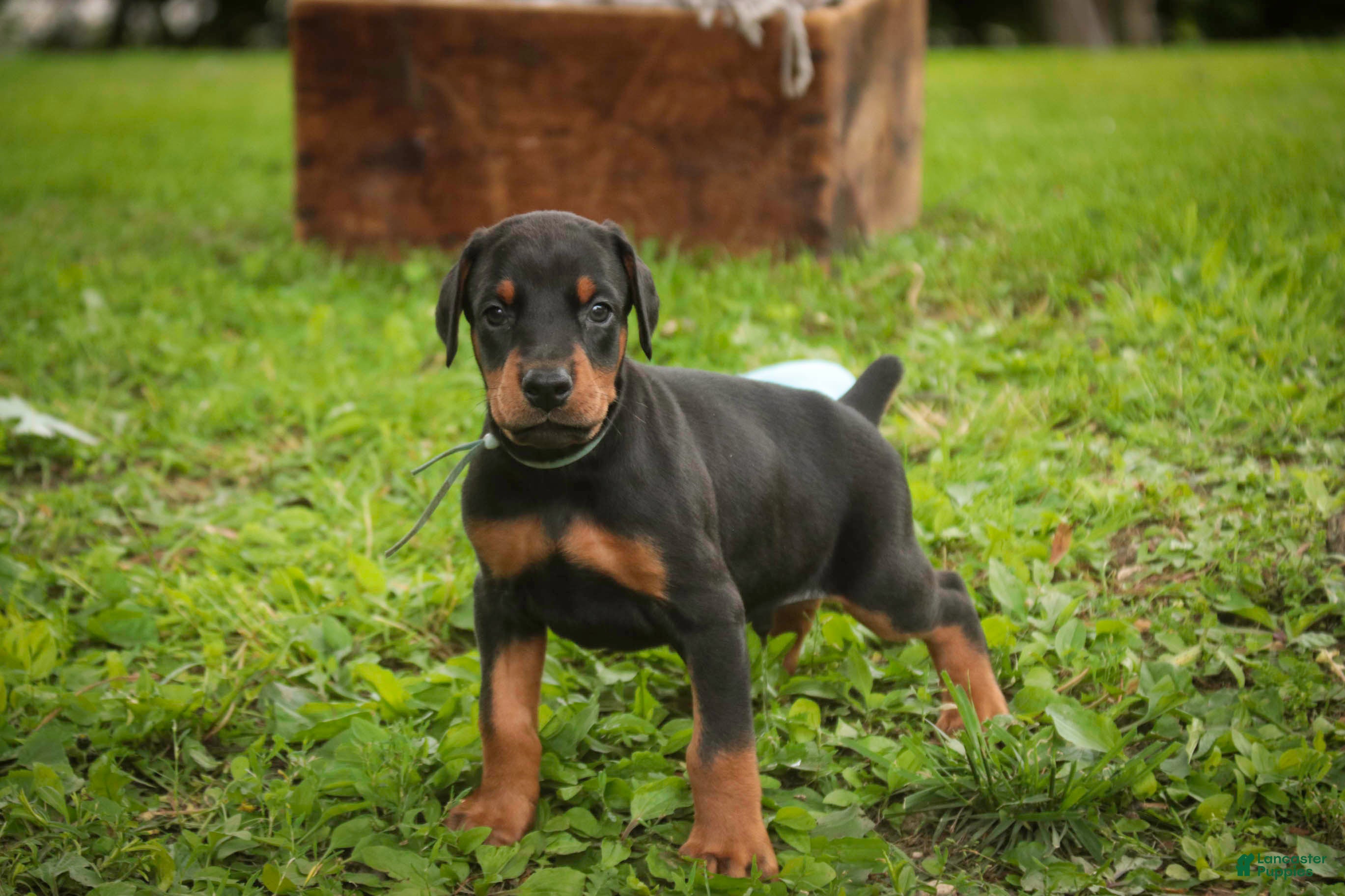 Doberman Pinscher dogs for sale: Cedric - Ad 3