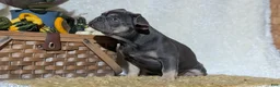 French Bulldog dogs for sale: Yoda - Ad 3
