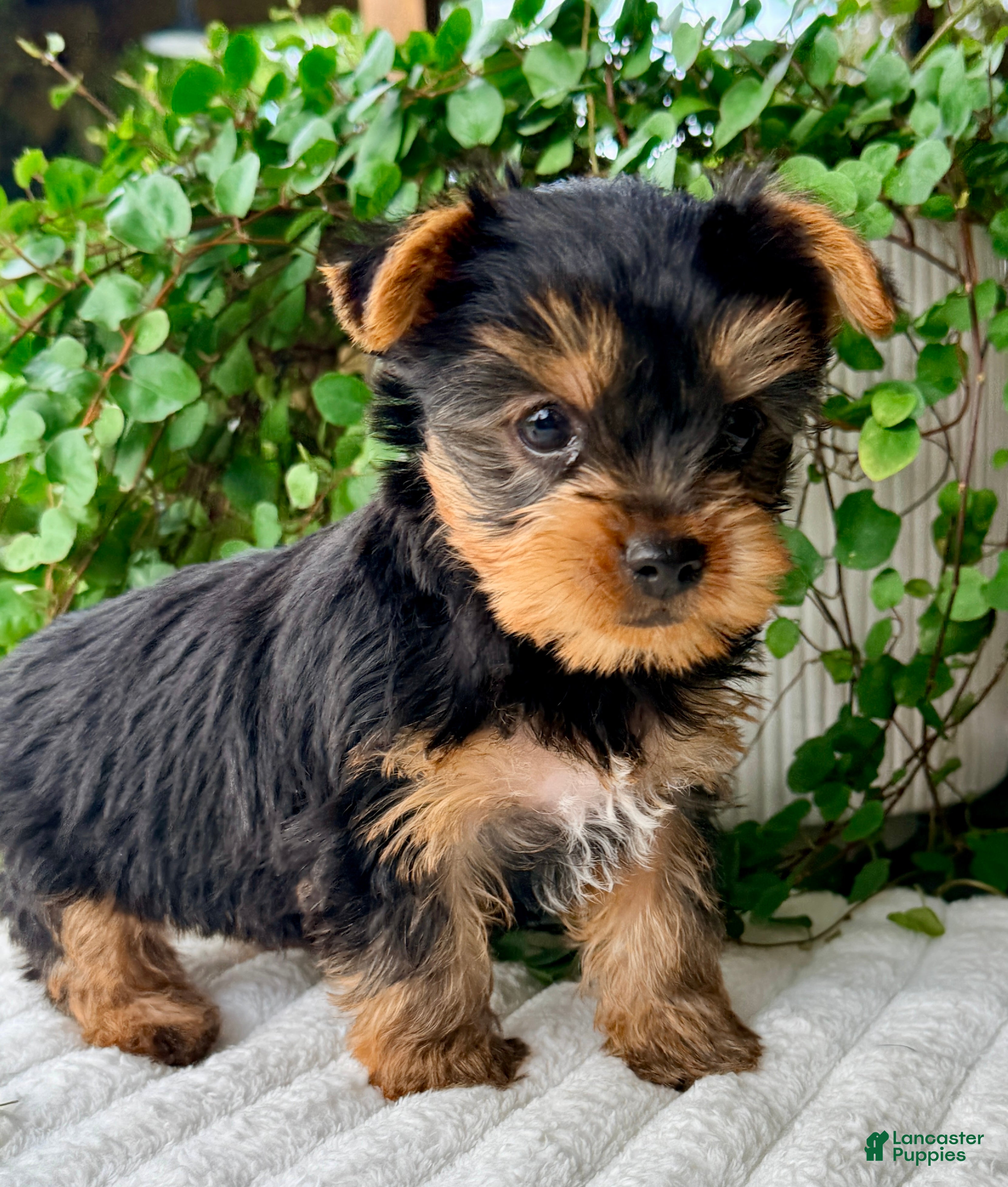 Yorkshire Terrier dogs Aspen - Ad 2