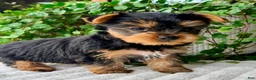 Yorkshire Terrier dogs for sale: Aspen - Ad 2
