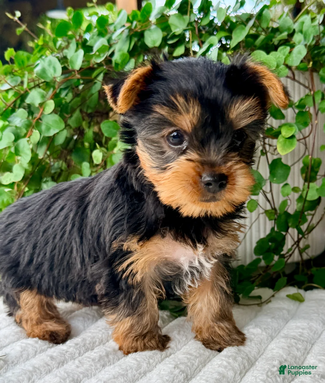 Yorkshire Terrier dogs for sale: Aspen - Ad 2