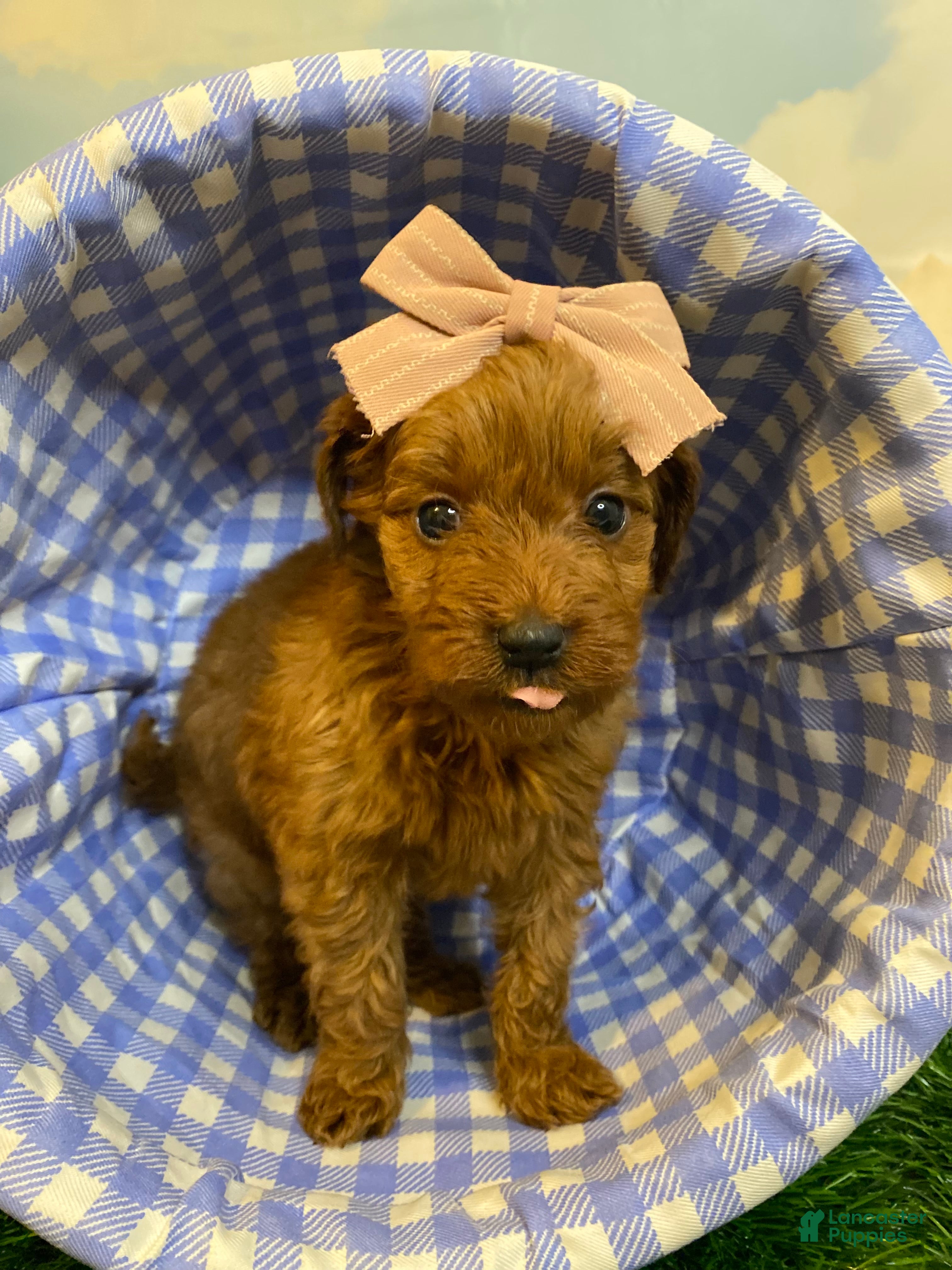 Mini Goldendoodle dogs Strawberry - Ad 2