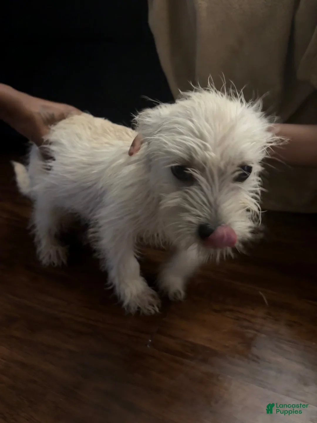 Mixed Breed dogs for sale: Mixed Breed 1 - Ad 2