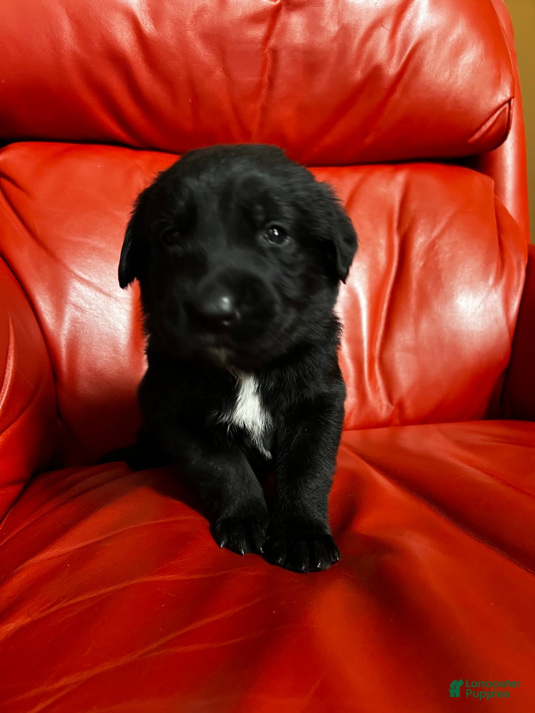 Goldador dogs for sale: Butch - Ad 3