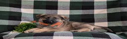 Mixed Breed dogs for sale: Barnaby - Ad 5