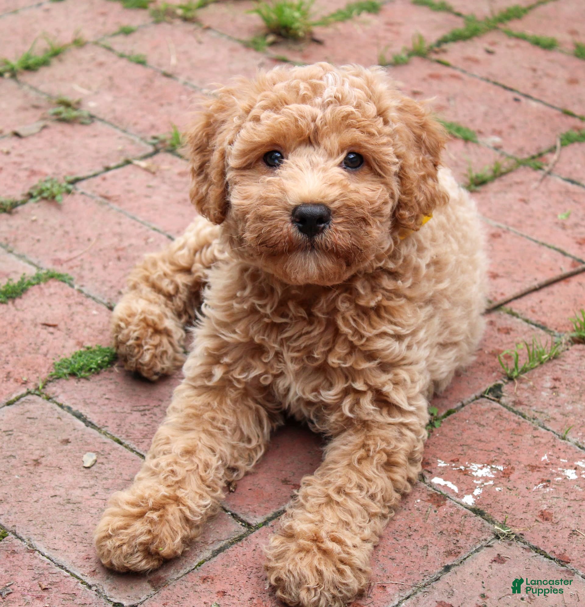 Cavapoo dogs Biscotti - Ad 2