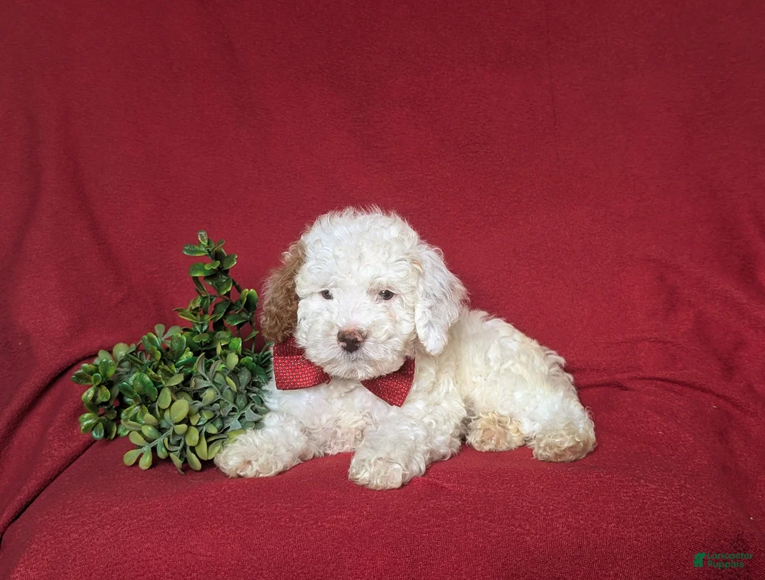 Miniature Poodle dogs for sale: Westin 11 lbs Full Grown - Ad 5