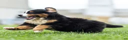 Bernese Mountain Dog dogs for sale: Brady (Genetically Clear) Bernese Mountain Dog  - Ad 15