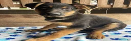German Shepherd dogs for sale: Zelda - Ad 2