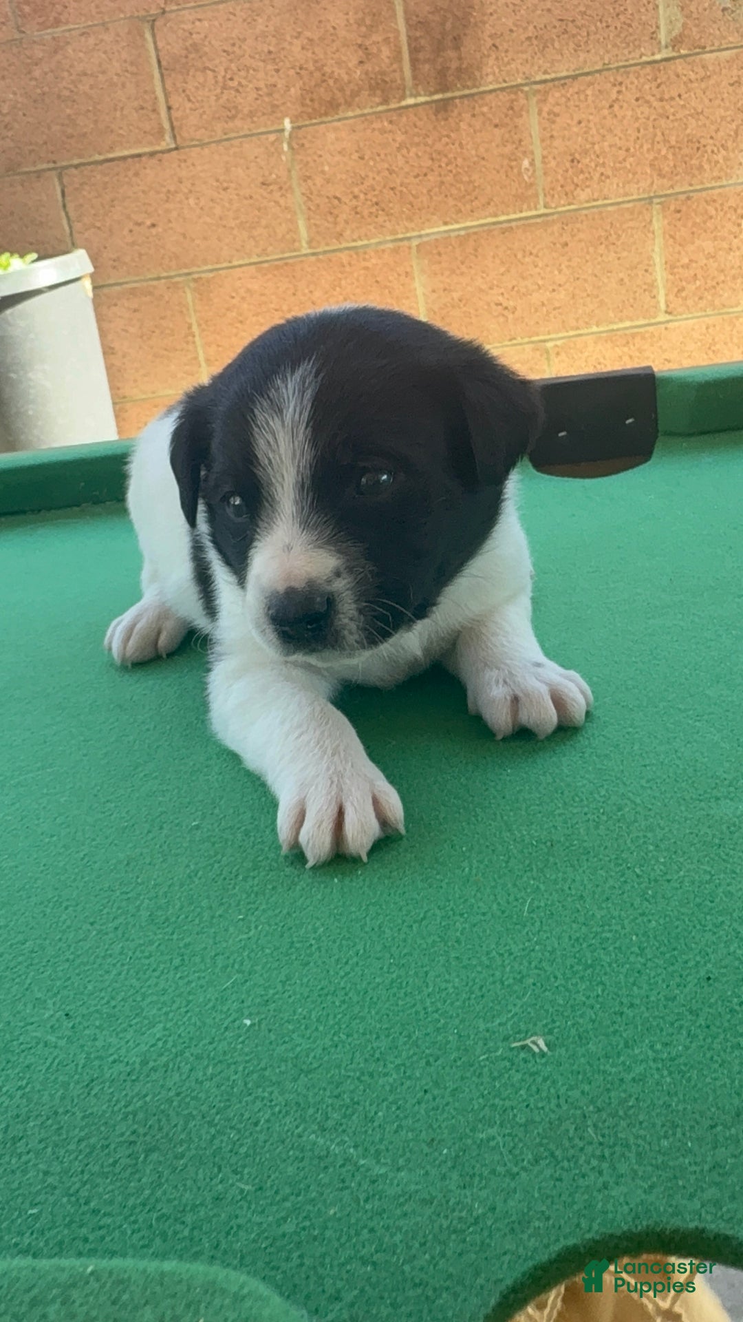 Mixed Breed dogs for sale: Mixed Breed Puppy 4 - Ad 6