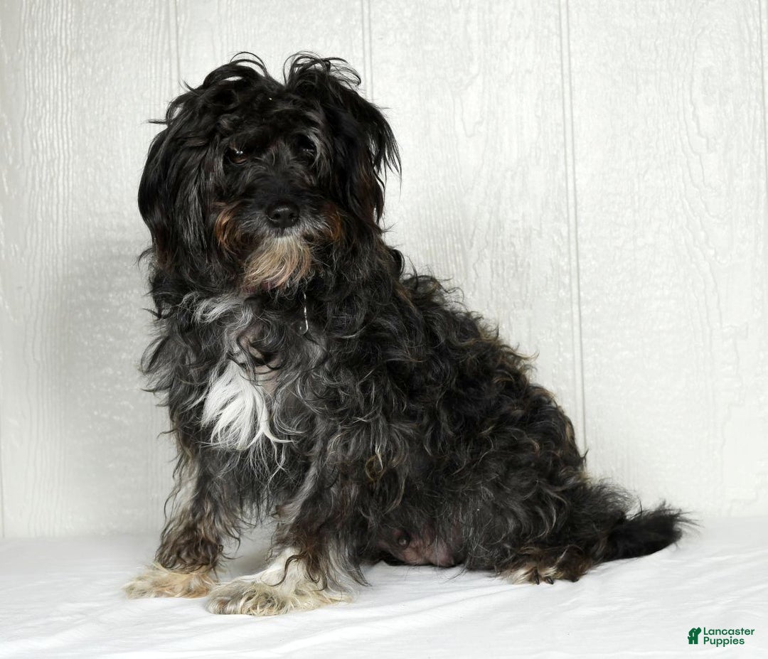 Mini Goldendoodle dogs for sale: Lindsey - Ad 15