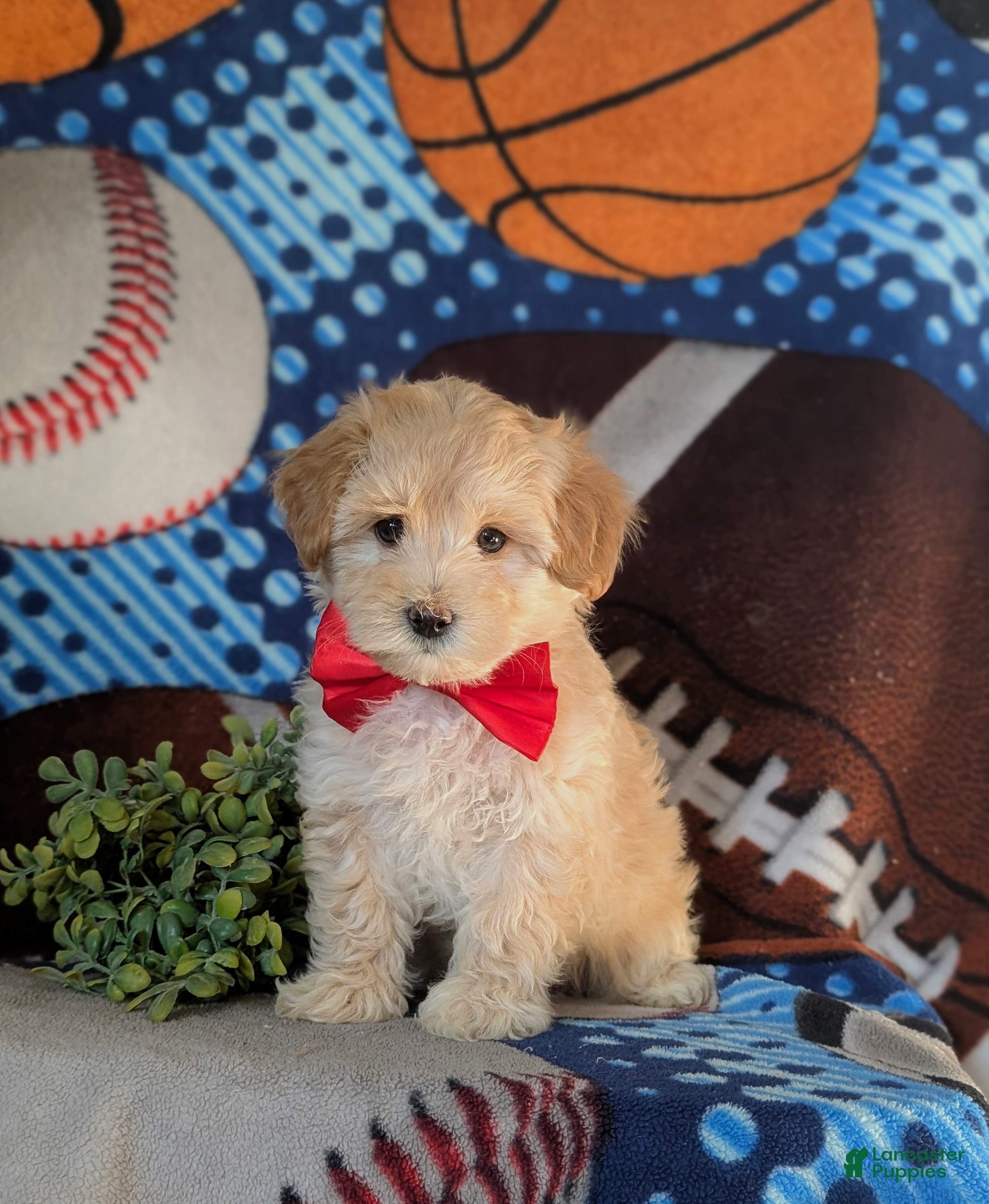 Maltipoo dogs Corbett - Ad 29