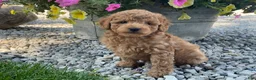 Mini Goldendoodle dogs for sale: Max Mini Goldendoodle  - Ad 4