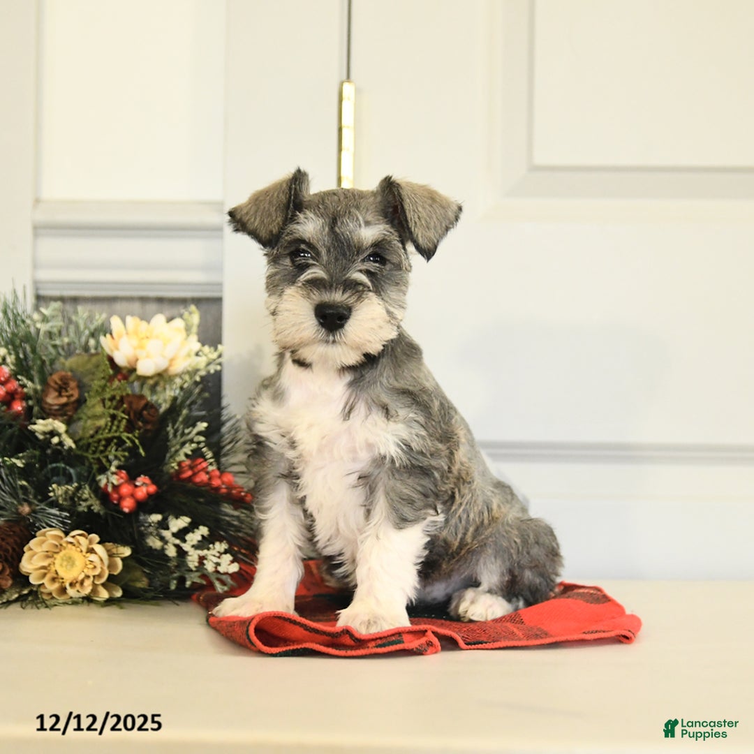Miniature Schnauzer dogs for sale: Snowball - Ad 3