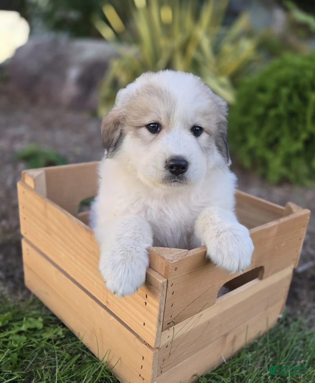 Great Pyrenees dogs for sale: Hunter - Ad 2