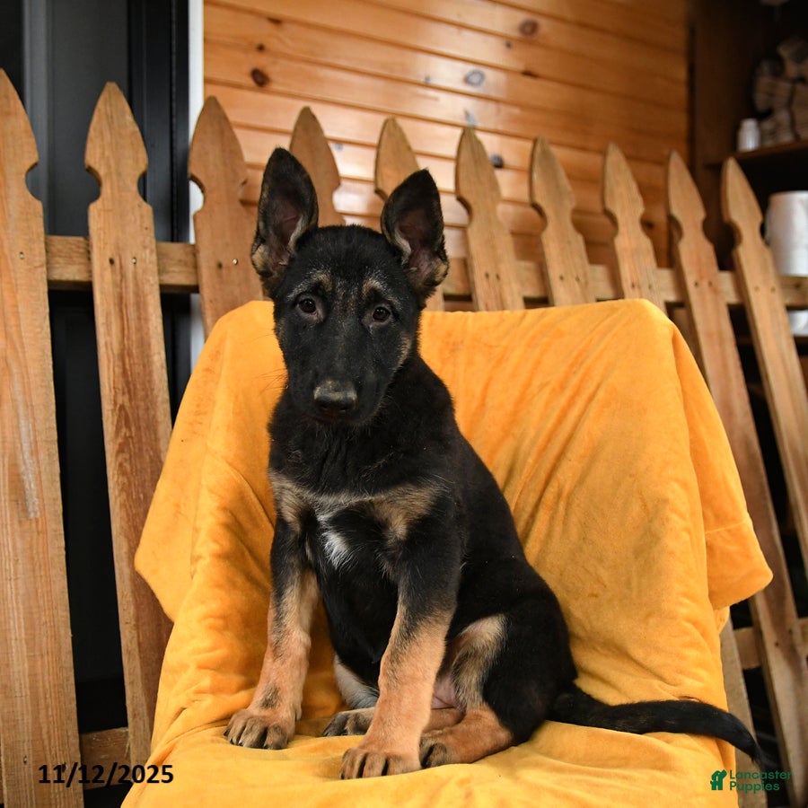 German Shepherd dogs Duchess - Ad 10