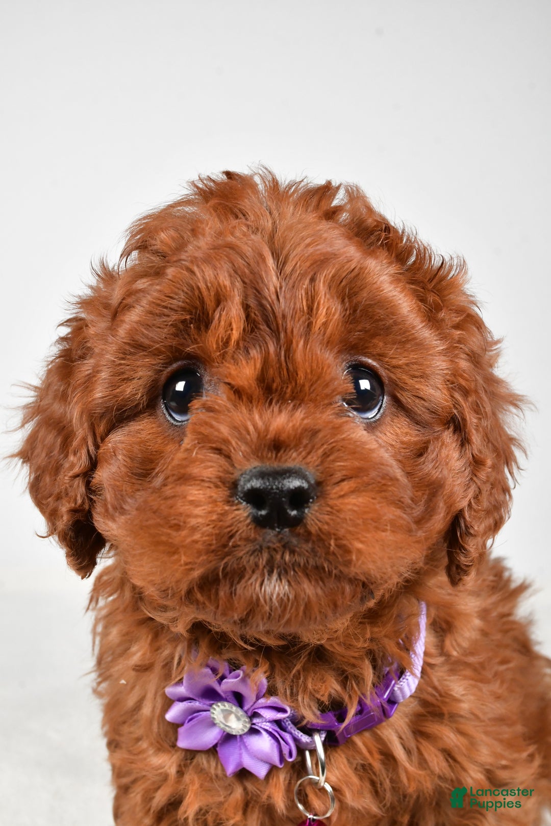 Cavapoo dogs for sale: Jo - Ad 5