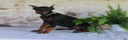 Doberman Pinscher dogs for sale: Sparky - Ad 4