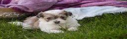 Havanese dogs for sale: Ina Havanese Puppy  - Ad 3