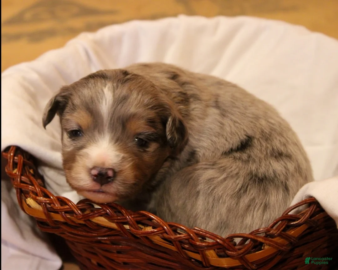 Miniature Australian Shepherd dogs for sale: Glacier - Ad 1