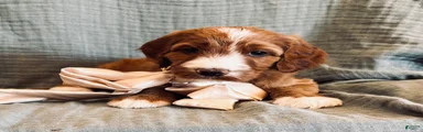 Irish Doodle Puppy- Attina
