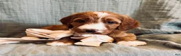Irish Doodle dogs for sale: Irish Doodle Puppy- Attina - Ad 1