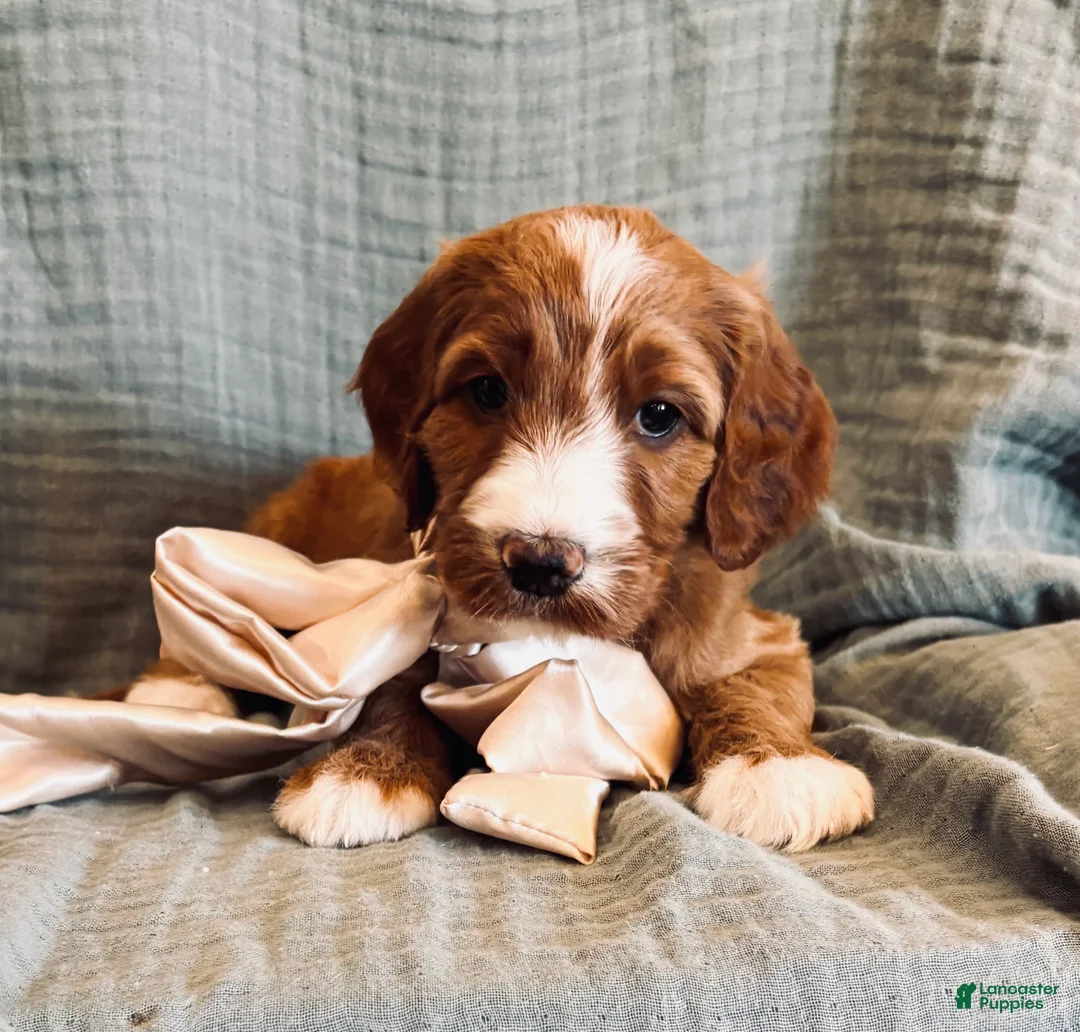 Irish Doodle dogs for sale: Irish Doodle Puppy- Attina - Ad 1