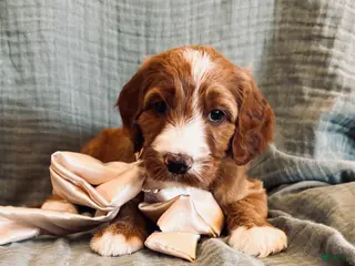 Irish Doodle dogs for sale: Irish Doodle Puppy- Attina - Ad 4
