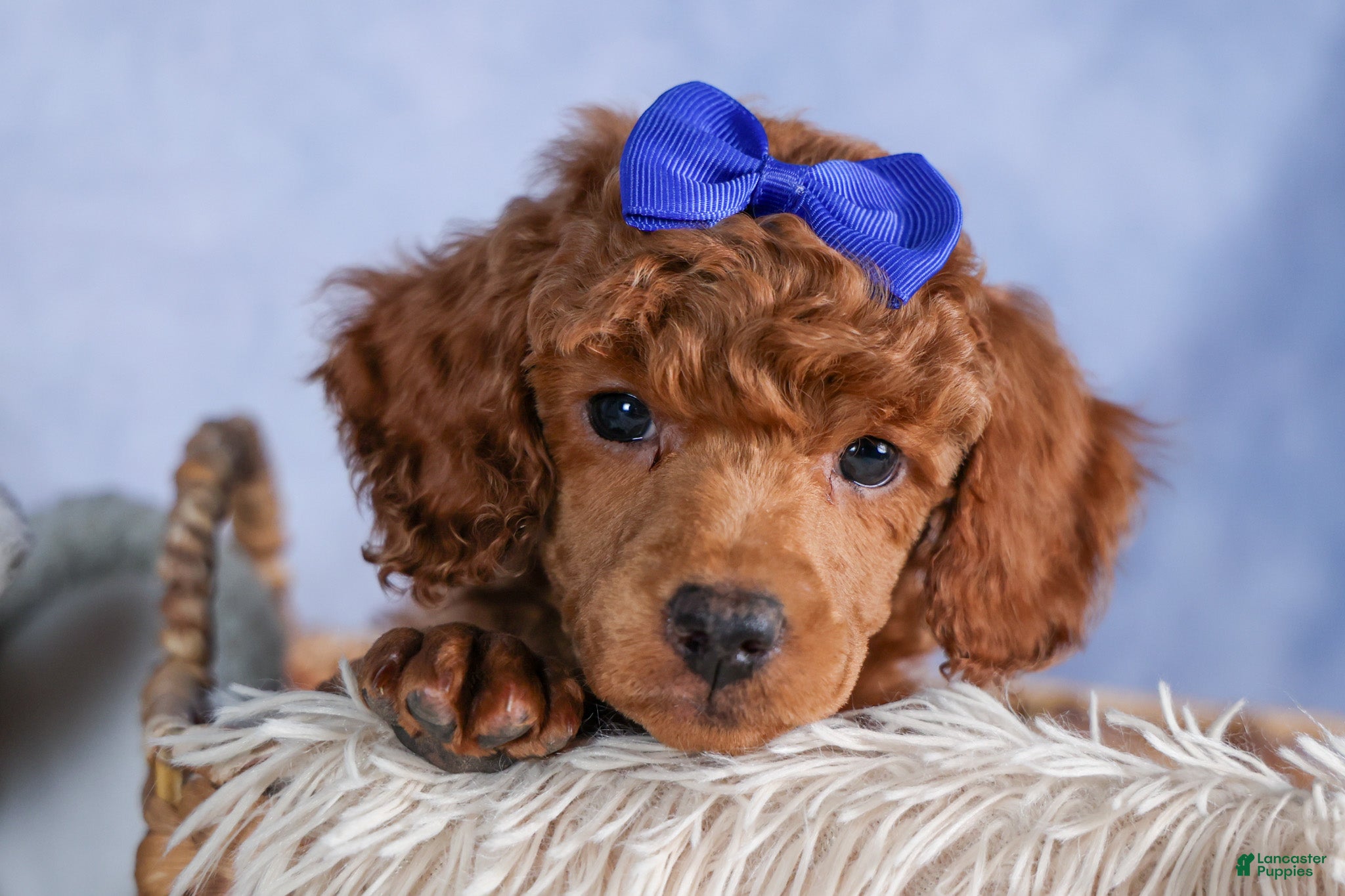 Toy Poodle dogs Turbo - Ad 1