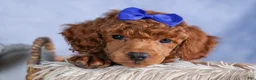 Toy Poodle dogs for sale: Turbo - Ad 1