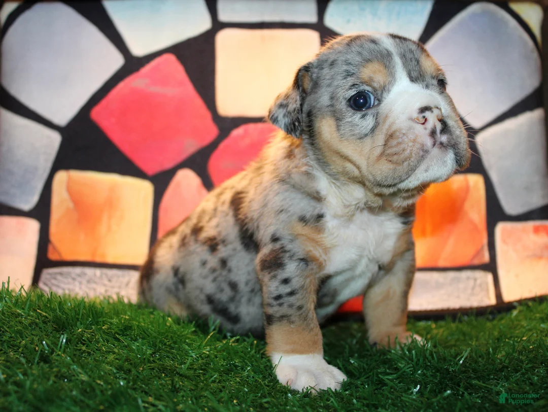 English Bulldog dogs for sale: Blackjack  - Ad 6
