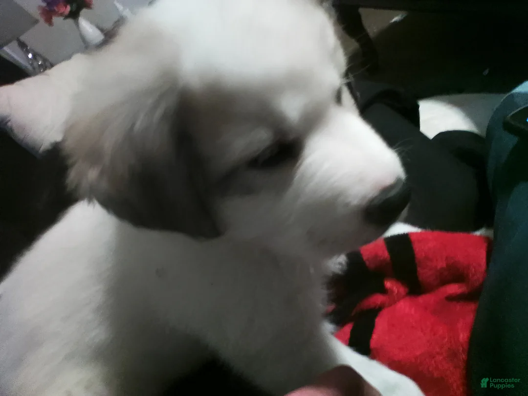 Mixed Breed dogs for sale: Mixed Breed Puppy 1 - Ad 9