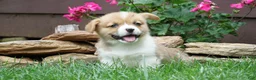 Welsh Corgi Pembroke dogs for sale: Fern - Ad 3