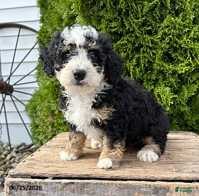 Bernedoodle dogs Ace - Ad 1