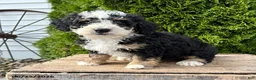 Bernedoodle dogs for sale: Ace - Ad 1