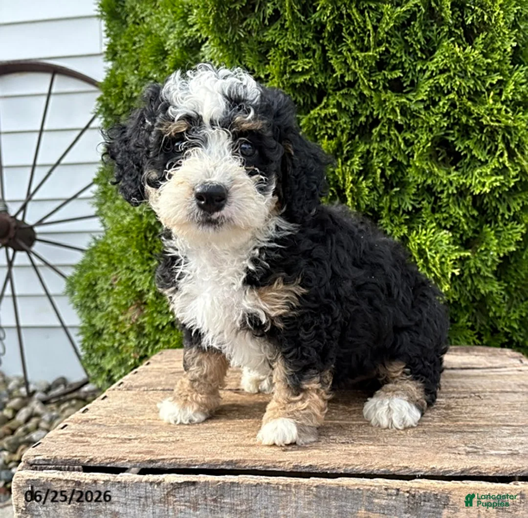 Bernedoodle dogs for sale: Ace - Ad 1