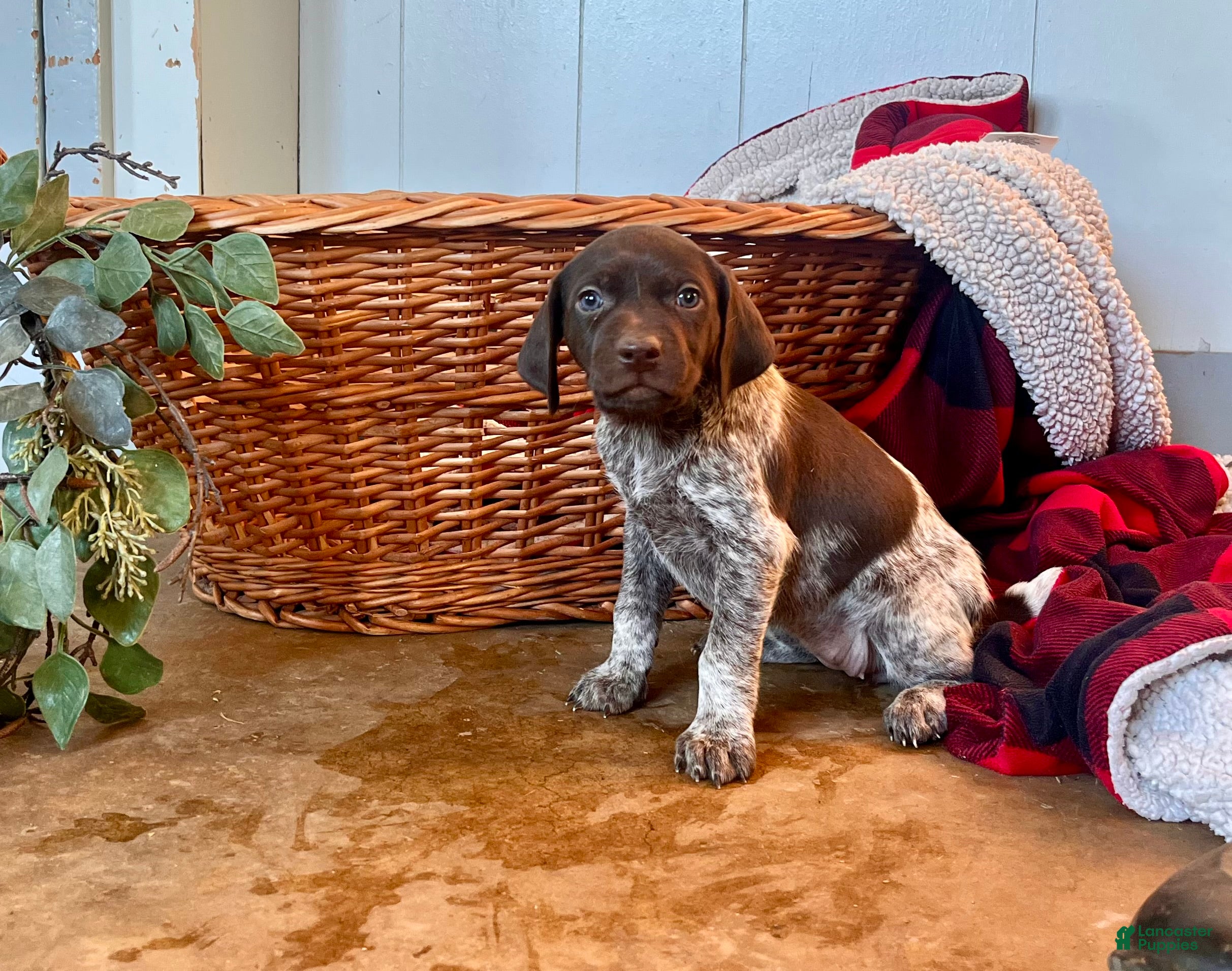 German Shorthaired Pointer dogs Pixie❤️🐾AKC Registered🐾Call 717-321-3928 - Ad 38
