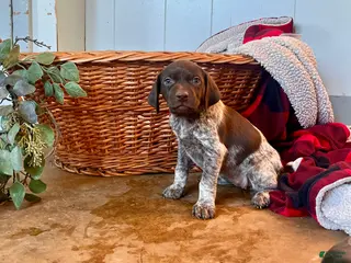 German Shorthaired Pointer dogs Pixie❤️🐾AKC Registered🐾Call 717-321-3928 - Ad 16