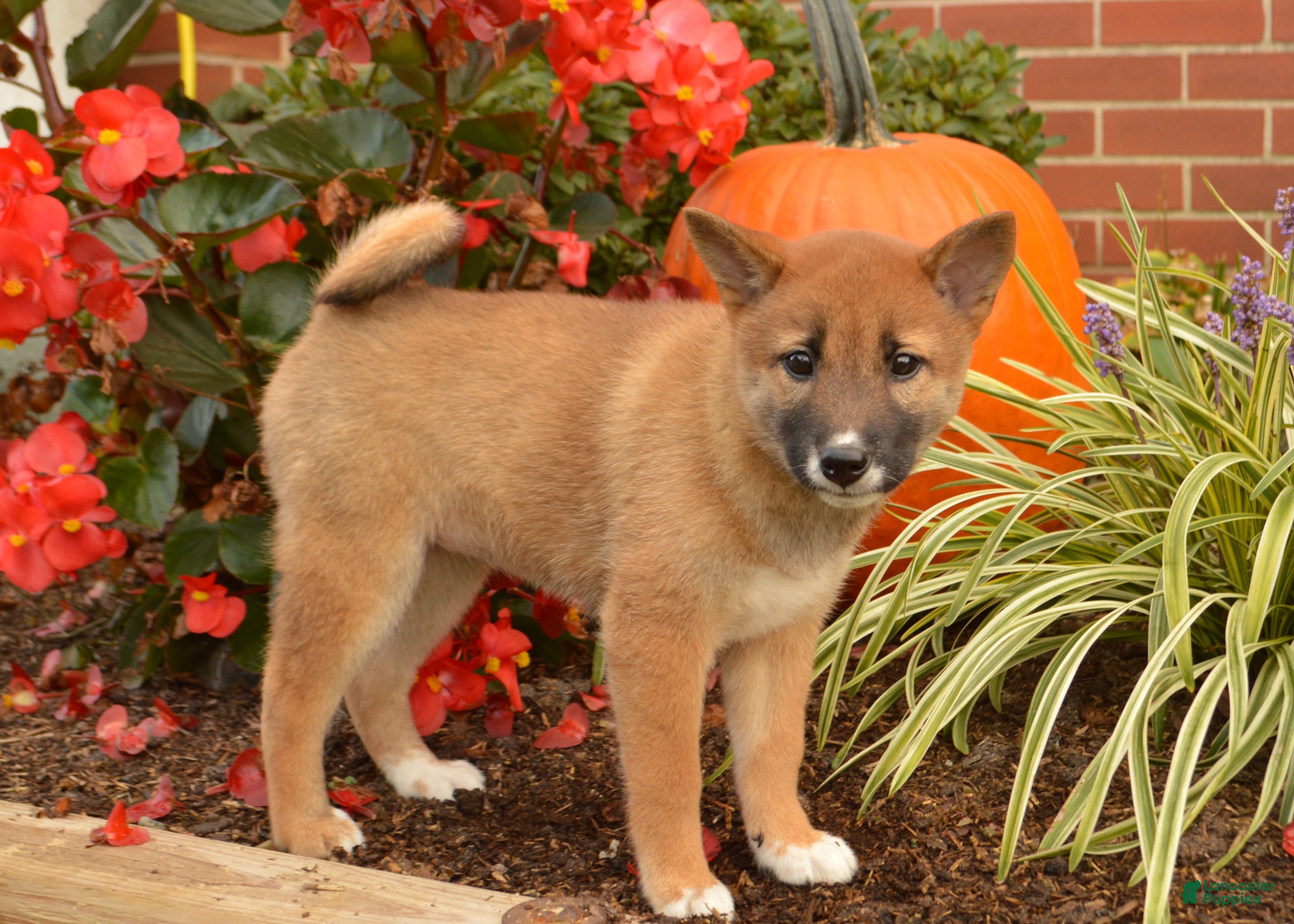 Delightful Shiba Inu Puppies for sale Lancaster Puppies