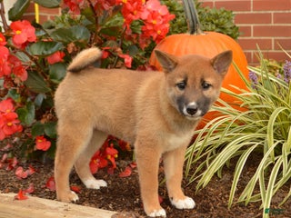 Shiba Inu dogs - Ad 24