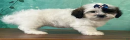 Mixed Breed dogs for sale: Ivory - Ad 3