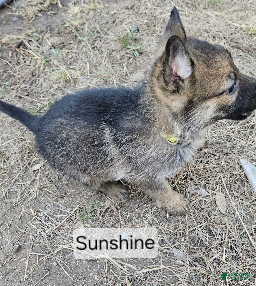 German Shepherd dogs for sale: German Shepherd Puppy 7 - Sunshine - Ad 2