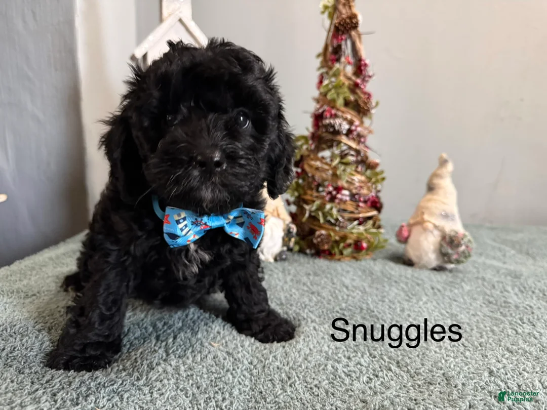 Mixed Breed dogs for sale: Snuggles - Ad 4