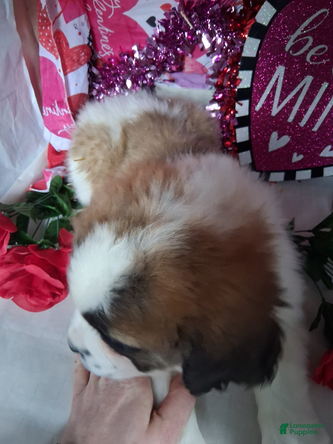 Saint Bernard dogs for sale: Maggy Longhair  - Ad 5