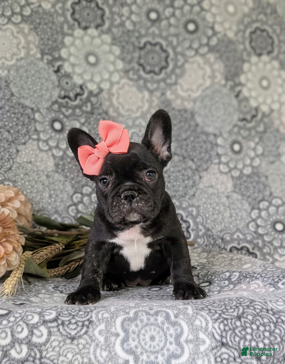 French Bulldog dogs for sale: Nadia - Ad 18